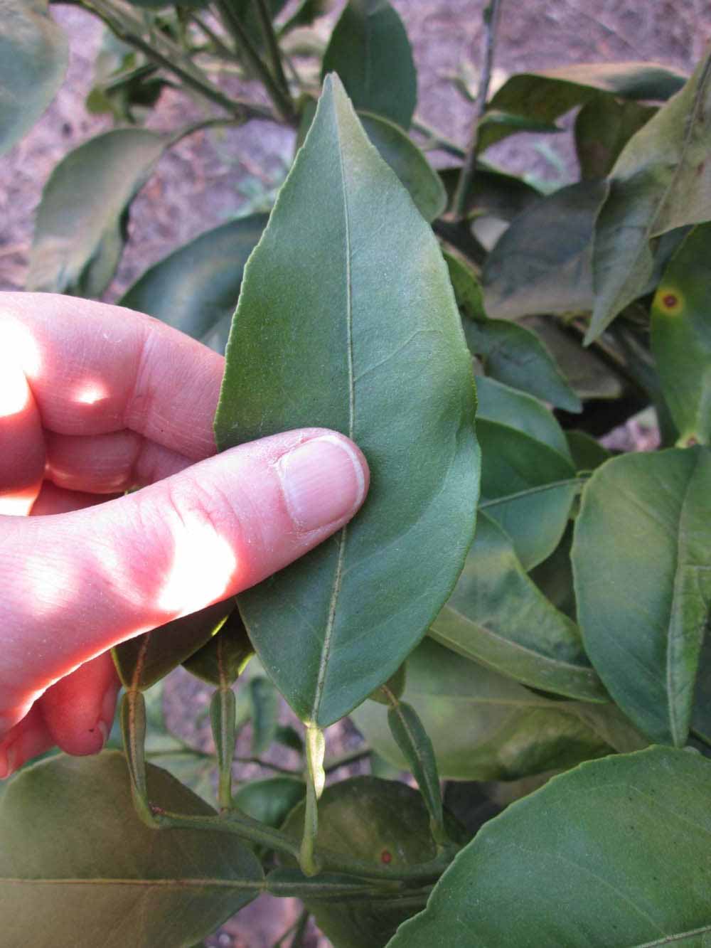              Unifoliolate leaf (Winter Haven, FL)       